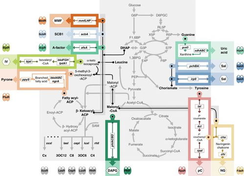 中國團(tuán)隊(duì)成功開發(fā)高性能細(xì)胞通訊系統(tǒng)，攻克多細(xì)胞系統(tǒng)工程難題